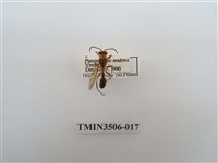 藏品(叉胸異腹胡蜂)的圖片